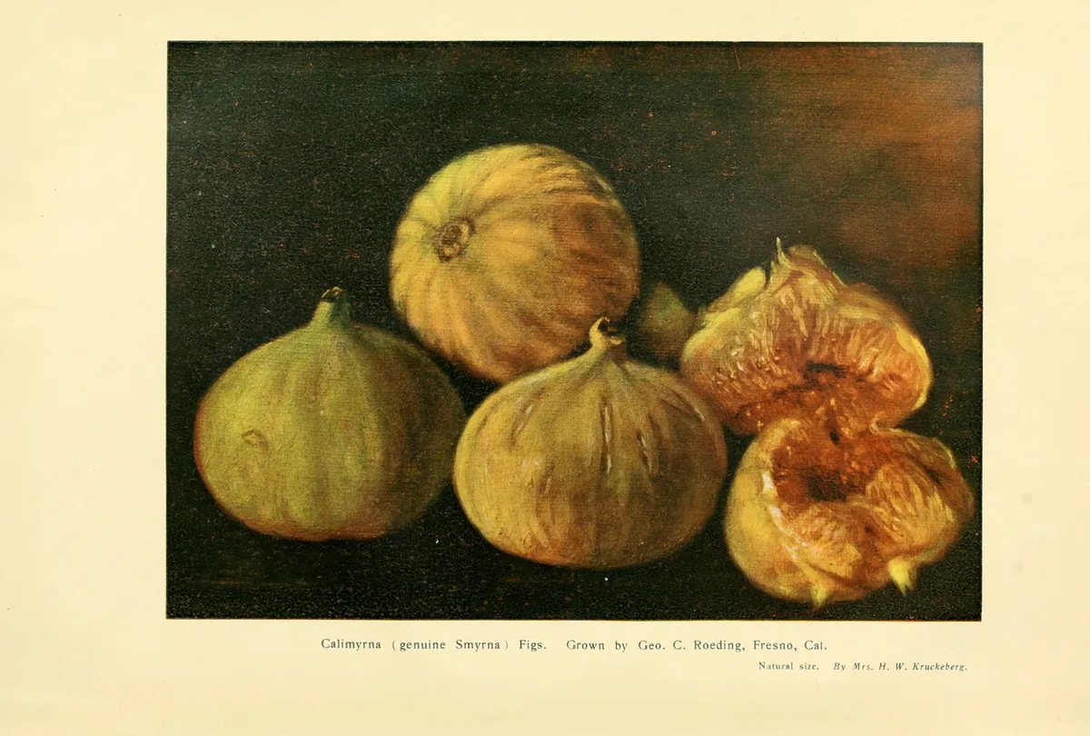 Early 1900s color illustration of five ripe Calimyrna figs, one split open