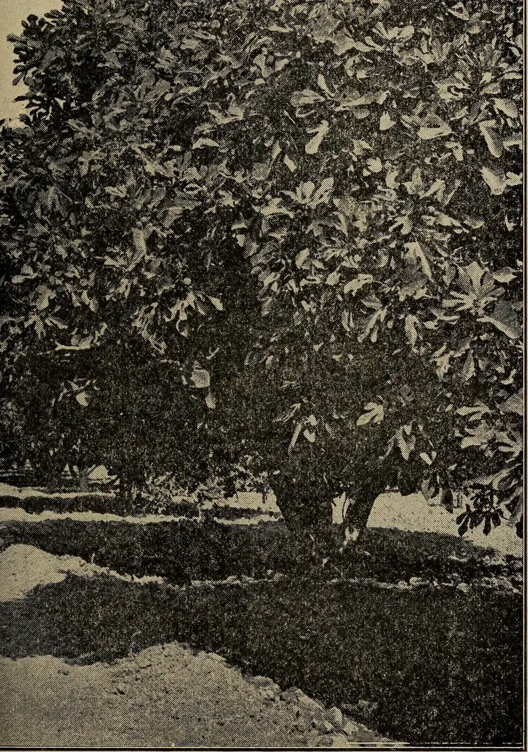 Black-and-white 1919 photo of a large, full fig tree in a Fresno County orchard