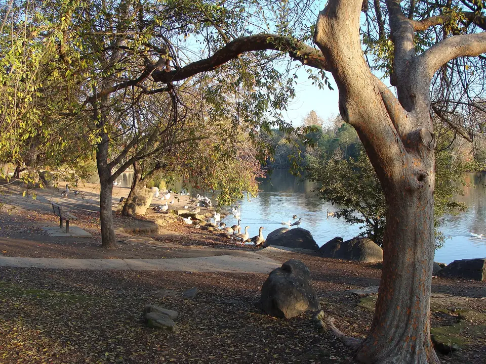 A lake in Woodward Park framed by an oak tree